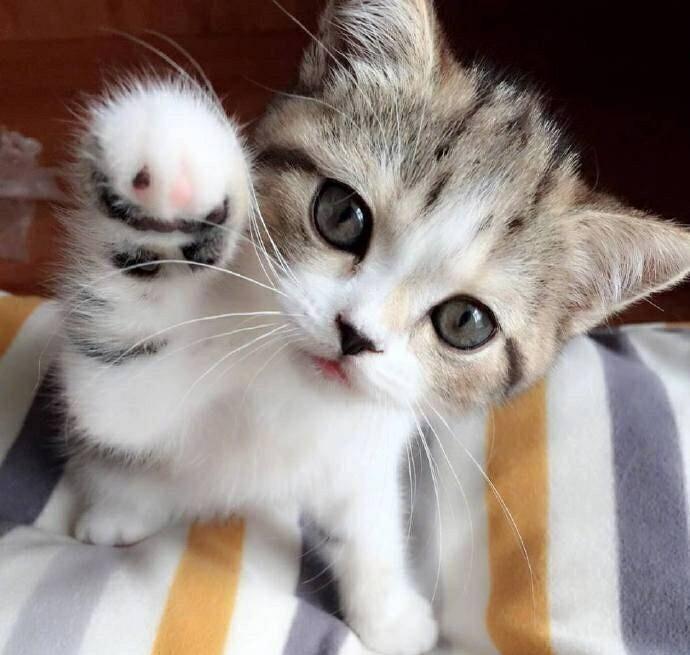 1618382226811688.jpg src=http_%2F%2Fb-ssl.duitang.com%2Fuploads%2Fitem%2F201707%2F28%2F20170728012543_UjEkh.jpeg&refer=http_%2F%2Fb-ssl.duitang.jpg