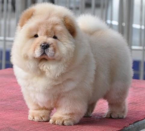 1619149420663648.jpg src=http_%2F%2Fimg9.chongwu.cc%2Fd%2Ffile%2Fgou%2Fsongshi%2F201304%2F345de4626d11cd40902ff940eff8ef59.jpg&refer=http_%2F%2Fimg9.chongwu.jpg