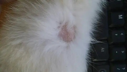 1620282706770027.jpg u=600041678,3792903797&fm=26&fmt=auto&gp=0_看圖王.jpg