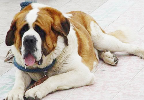 1620801447960022.jpg src=http_%2F%2Fimg4.5ichong.com%2Fc556c969cefacf25f8b772de77dfb44c.jpg&refer=http_%2F%2Fimg4.jpg