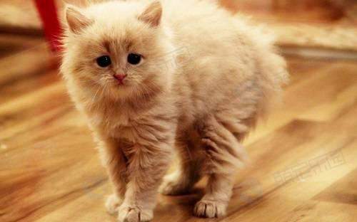 1621305644205304.jpg a2e91d44-6803-45bc-a977-a4cf72e59fa8.jpg