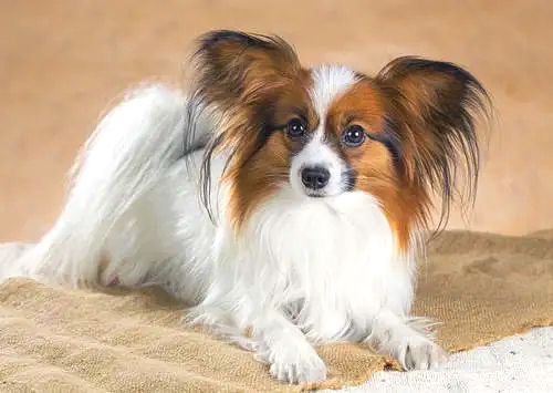 1622093280583896.jpg u=1536514105,1739894160&fm=26&fmt=auto&gp=0_看圖王.jpg