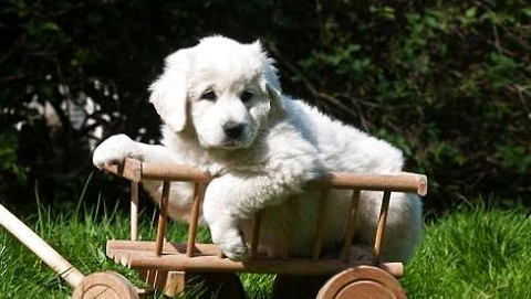 怎樣調教一只優秀的狗狗？