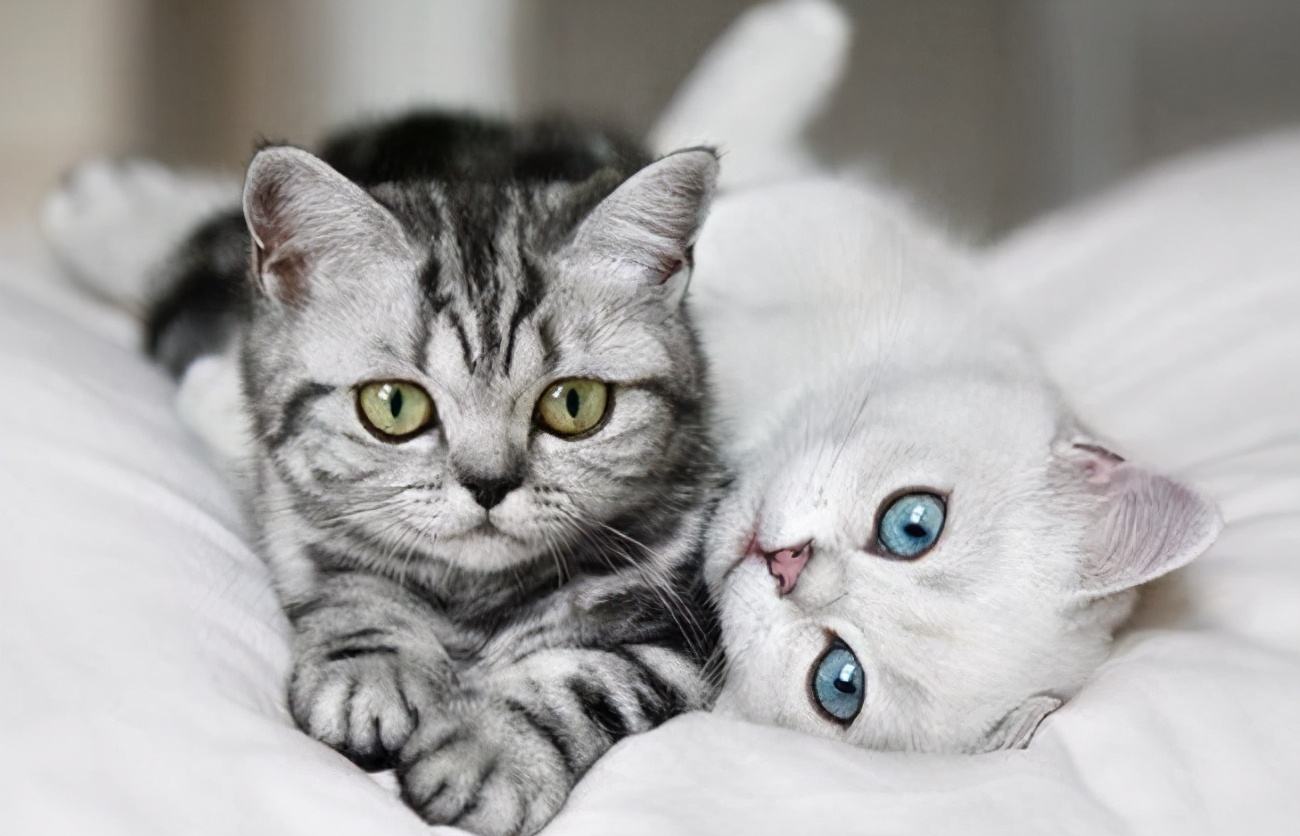 可愛貓貓喜歡吃什么，討厭吃什么